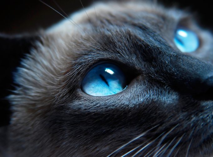 Wallpaper cat, kitty, siamese, blue eyes, muzzle, beautiful, close up, portrat, Animals 3318415723